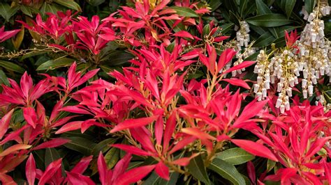 Pieris care and growing guide: expert tips on andromeda bush .